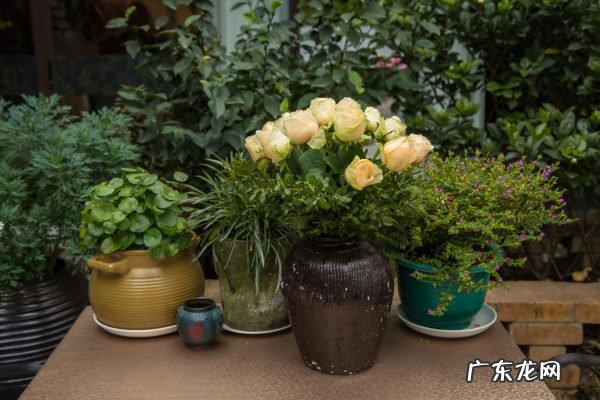红花继木的繁殖方法,红花继木怎么扦插?