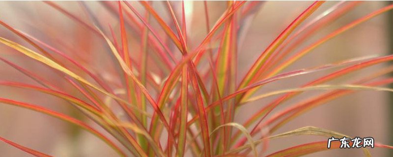 千年木如何修剪 千年木怎样截顶修剪