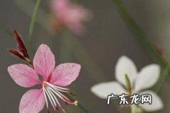 千鸟花的风水寓意 千鸟花花期