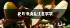 花月锦换盆注意事项,花卉换盆的五个步骤？