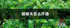 胡椒木怎么扦插,胡椒木怎么修剪成盆景？