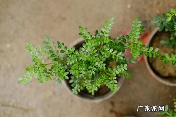 胡椒木怎么浇水,胡椒木喜阴还是喜阳?