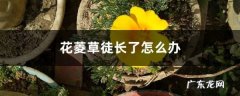 花菱草徒长了怎么办,花菱草是罂粟花吗？