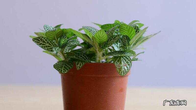 网纹草枯了怎么办 网纹草掉叶子怎么办