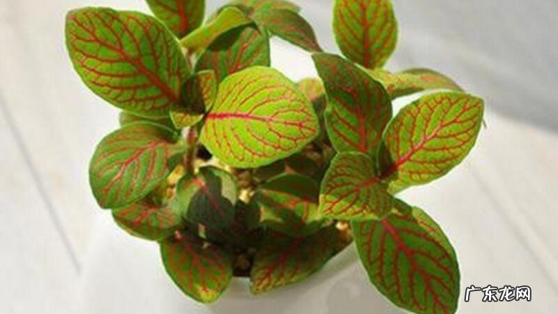 网纹草突然蔫了 网纹草叶子蔫了怎么办