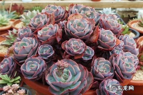 红粉台阁怎么繁殖,多肉红粉台阁和蓝粉台阁?