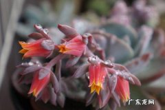 红粉台阁开完花会死吗,多肉红粉台阁和蓝粉台阁？