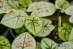花叶芋的繁殖方法,花叶芋品种大全图片？