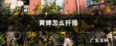 黄蝉怎么扦插,黄蝉？