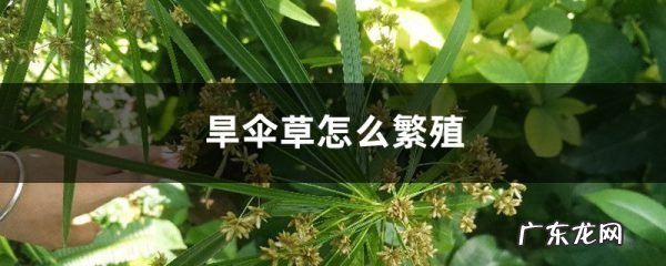 旱伞草怎么繁殖,旱伞草和水竹一样吗?