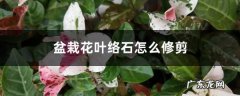 盆栽花叶络石怎么修剪,花叶络石修剪枝叶视频？