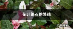 花叶络石的繁殖,花叶络石盆栽？