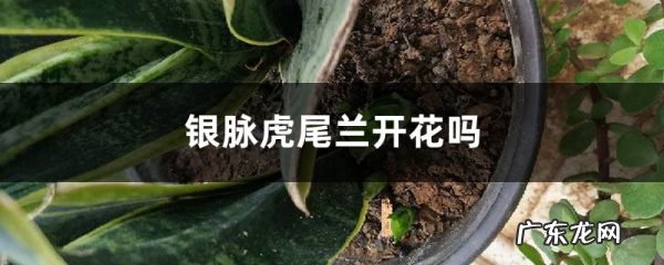 银脉虎尾兰开花吗,养虎皮兰容易得癌症?