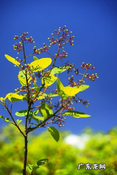 黄栌盆景怎么扦插,精品黄栌金奖盆景?