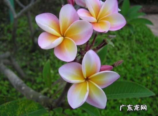 关于鸡蛋花的资料 鸡蛋花图片附介绍