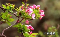 为什么花卉会生蜜虫,植物长蜜虫了怎么处理？