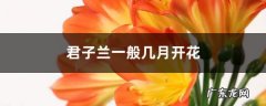君子兰一般几月开花，能开多长时间,君子兰养几年才会开花？