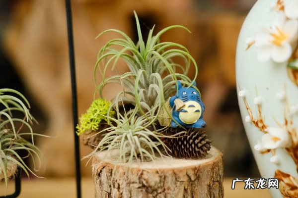 空气凤梨怎么分株繁殖,空气凤梨侧芽怎么处理?