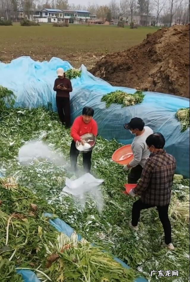 数名大妈穿鞋在土坑里腌酸菜