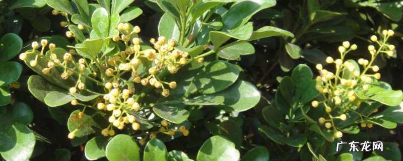 米兰花的花语和寓意 米兰的花语和寓意