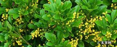 米兰花的种植方法和注意事项 夏季米兰花的养殖方法和注意事项