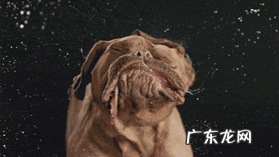 老公和狗都不能要了