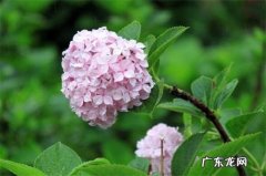 琼花种植方法 琼花的种子繁殖