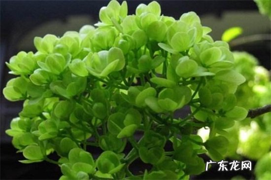 琼花种植方法 琼花怎么嫁接