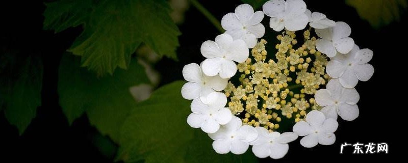 琼花的寓意是什么 琼花的寓意