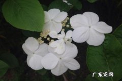 琼花的药用价值和营养价值 琼花有什么作用