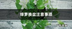 绿萝换盆注意事项,怎么确定绿萝要换盆了？