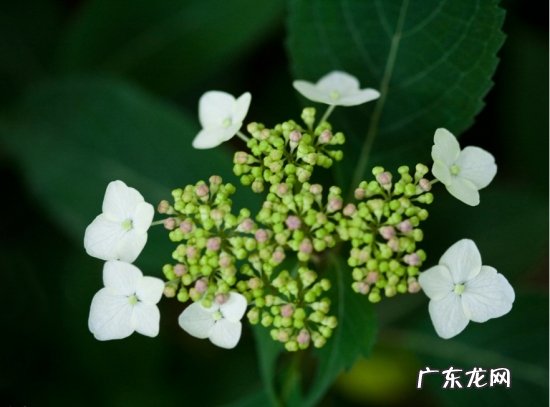 琼花图片大全 唯美 琼花图片附介绍