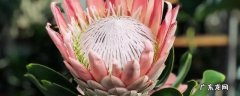 菩提花的寓意是什么 菩提花的寓意