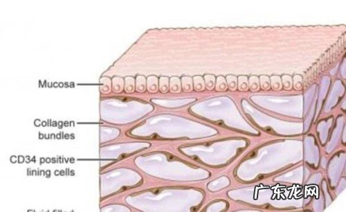 科学家发现新器官在哪里,科学证明经络的存在?
