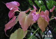 菩提树是什么树图片大全 菩提树图片附介绍