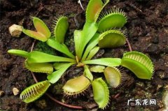 捕蝇草怎么种方法 捕蝇草怎么种