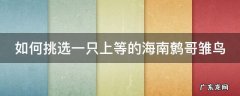 如何挑选一只上等的海南鹩哥雏鸟