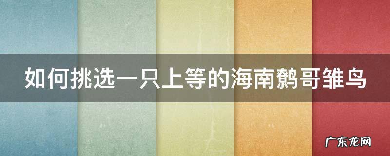 如何挑选一只上等的海南鹩哥雏鸟