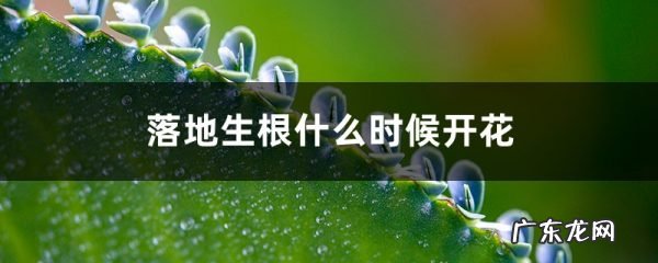 落地生根什么时候开花,落地生根怎么治痔疮?