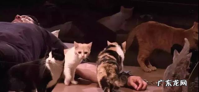 很多人就猫不离身了 第一次觉得猫好可怕