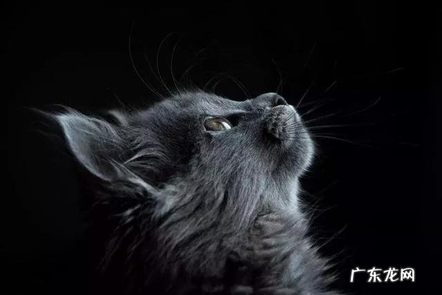 很多人就猫不离身了 第一次觉得猫好可怕