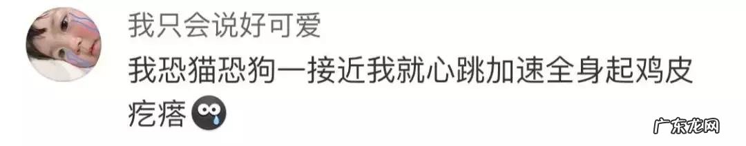 很多人就猫不离身了 第一次觉得猫好可怕