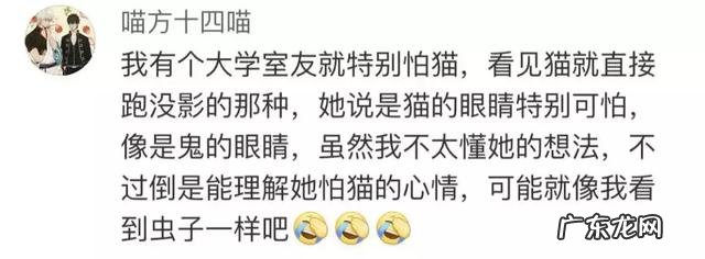 很多人就猫不离身了 第一次觉得猫好可怕