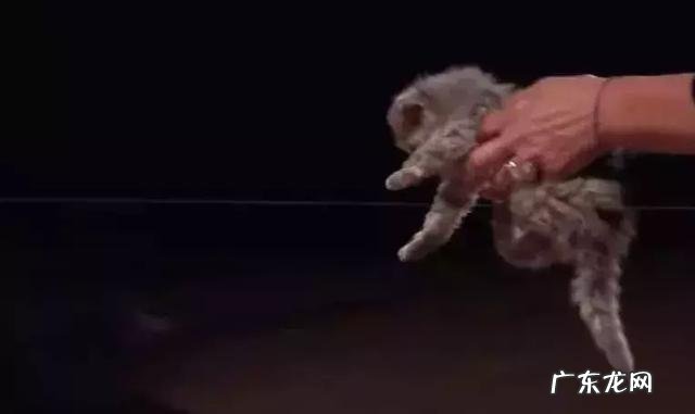 很多人就猫不离身了 第一次觉得猫好可怕