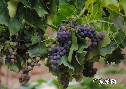 葡萄怎么种植,新手如何种植葡萄?