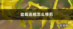 盆栽连翘怎么修剪，为啥不结果,连翘树修剪的最佳时间？