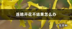 连翘开花不结果怎么办，不开花是什么原因,连翘什么样子？