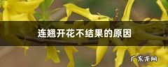 连翘开花不结果的原因，一般长在什么地方结果多,连翘开花图片？