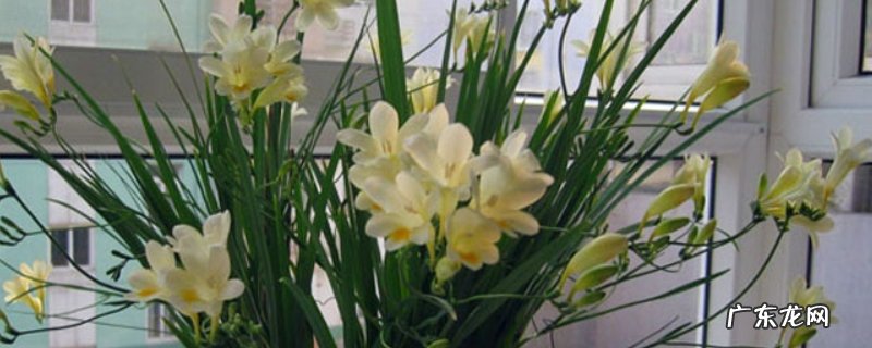 香雪兰开完花后怎么处理 香雪兰花谢后怎么养球