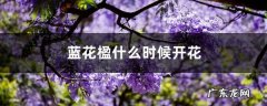 蓝花楹什么时候开花，怎么修剪最好看,昆明的蓝花楹什么时间开花？